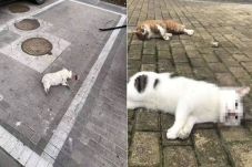 Kucing dan Anjing Dibunuh,...