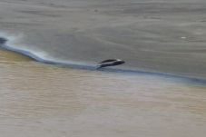 Waduh, Seekor Buaya...