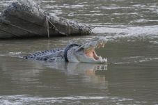 Sayembara Buaya Muara...