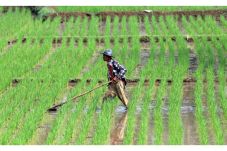 Luasan Lahan Baku Sawah...