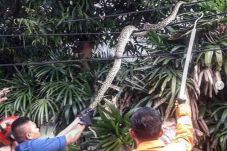 Petugas Damkar Kelapa...