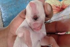 Anjing di Thailand Terlahir...