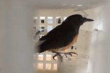 Ribuan Burung Dilindungi...