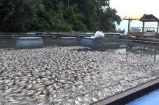 Fenomena Tubo Belerang,...