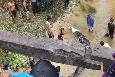 Buaya Senyulong Raksasa...
