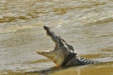 Tolong Buaya Berkalung...