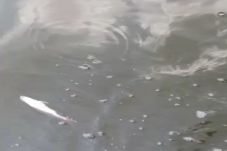 Banyak Bangkai Ikan...