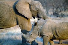 Gajah dan Badak Terancam...