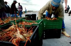 Para Penangkap Lobster...