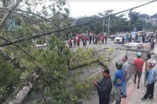 Tertimpa Pohon Tumbang,...