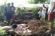 Lagi, Babi Ternak Warga...