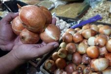 Harga Bawang Bombai...