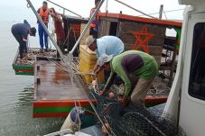 Dua Kapal Pukat Trawl...