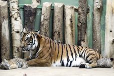 Terinfeksi Corona, Harimau...
