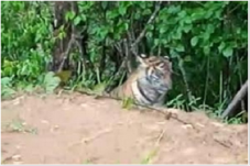 Diteror Dua Ekor Harimau,...