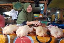 Pedagang Ayam Mengeluh,...