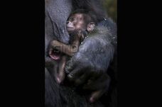 Bayi Gorilla Lahir di...
