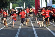 Purina Alpo Dog Run...