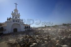 Kuda Liar Saca de Yeguas