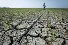 Musim Kemarau, Sawah...