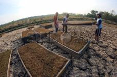 Manfaatkan Ladang Kering...