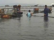 Puluhan Ribu Kolam Ikan...
