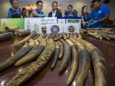 Thailand Gagalkan Penyelundupan...
