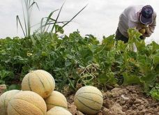 Melon Asal Australia...