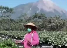 Wisata Stroberi di Magelang...