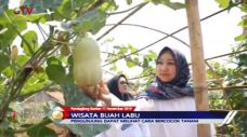 Wisata Labu Madu Primadona...