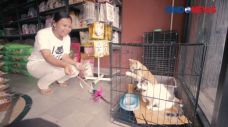 Petopia, Tampung dan...