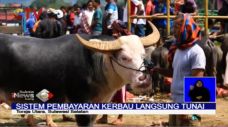 Kerbau Langka Seharga...