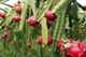 Cuaca buruk, petani buah naga gagal panen