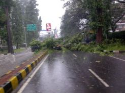 Angin kencang, Honda Jazz tertimpa pohon