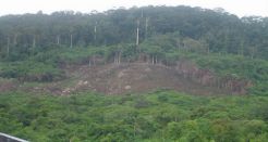 Hutan Indonesia tak terlindungi, paru-paru dunia terancam