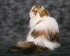 Peluang bisnis kucing...