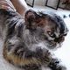 Bakar kucing tetangga, warga Singapura di denda Rp11 juta