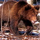 Pria tewas diserang Kamchatka di Rusia