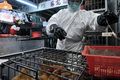 H5N1 mewabah, China musnahkan 150 ribu unggas