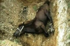Wabah Surra serang ternak di Sumba Timur