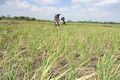 Petani se-dunia serukan pembaruan agraria