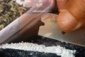 Hidup sulit, pengangguran jual ganja