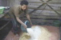 Singkong dijadikan campuran untuk membuat tempe