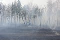 23.000 hektar hutan di Siberia hangus terbakar