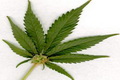 Benarkah ganja tergolong doping?