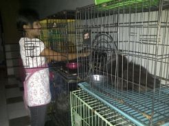 Musim mudik, penitipan hewan kebanjiran peliharaan