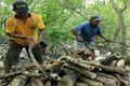 Curi kayu, 21 warga Vietnam ditangkap