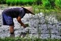 Puluhan hektare sawah digusur