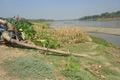 Waduk Pacal mengering, petani sedot air Bengawan