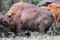 Tak ada lagi koleksi bison di KBS